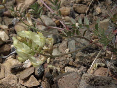 Image of arcane milkvetch