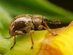 Image of Exapion fuscirostre