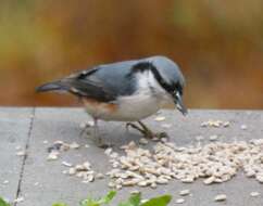 Image of Eurasian Nuthatch