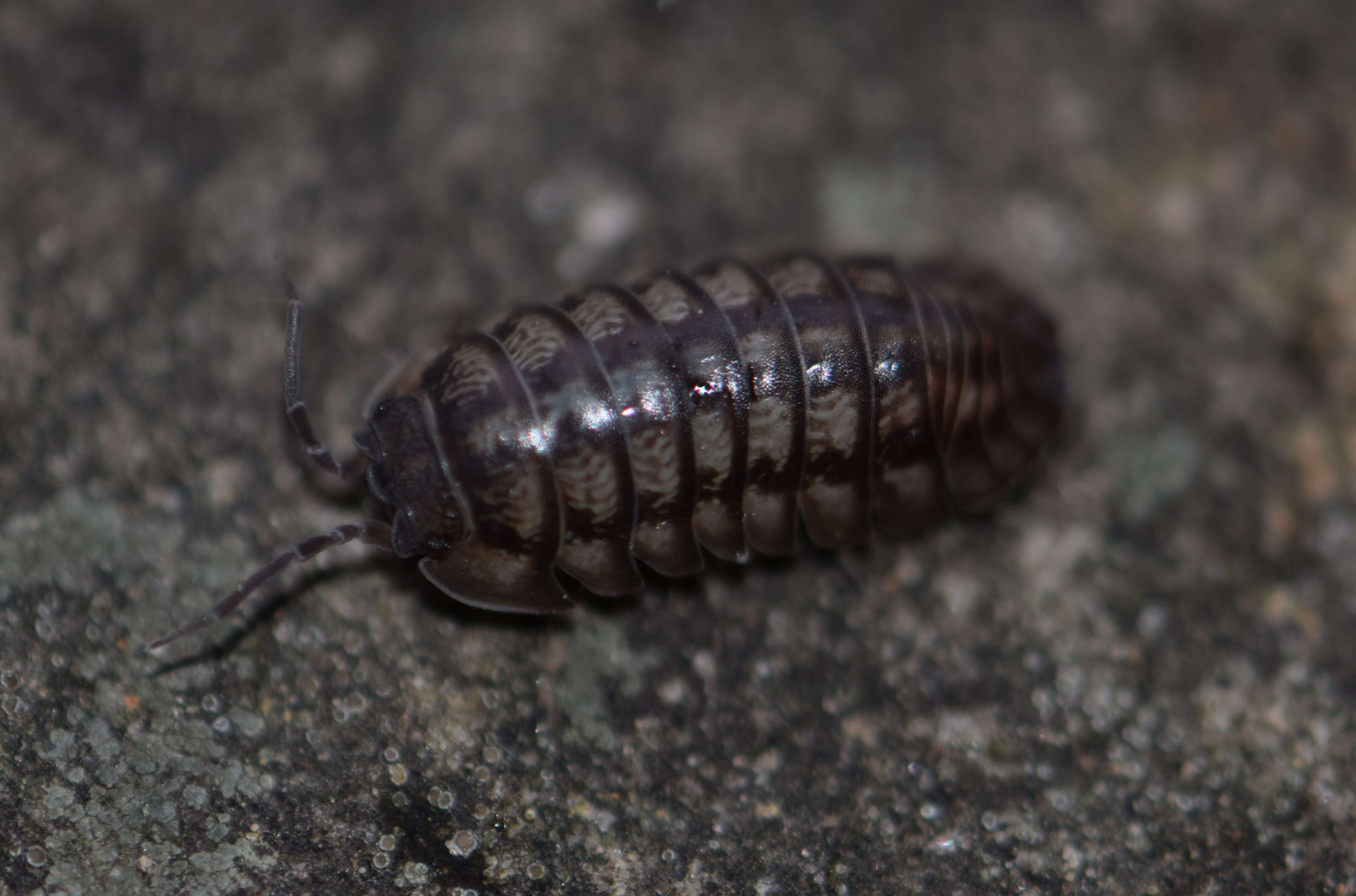 Image of Isopod