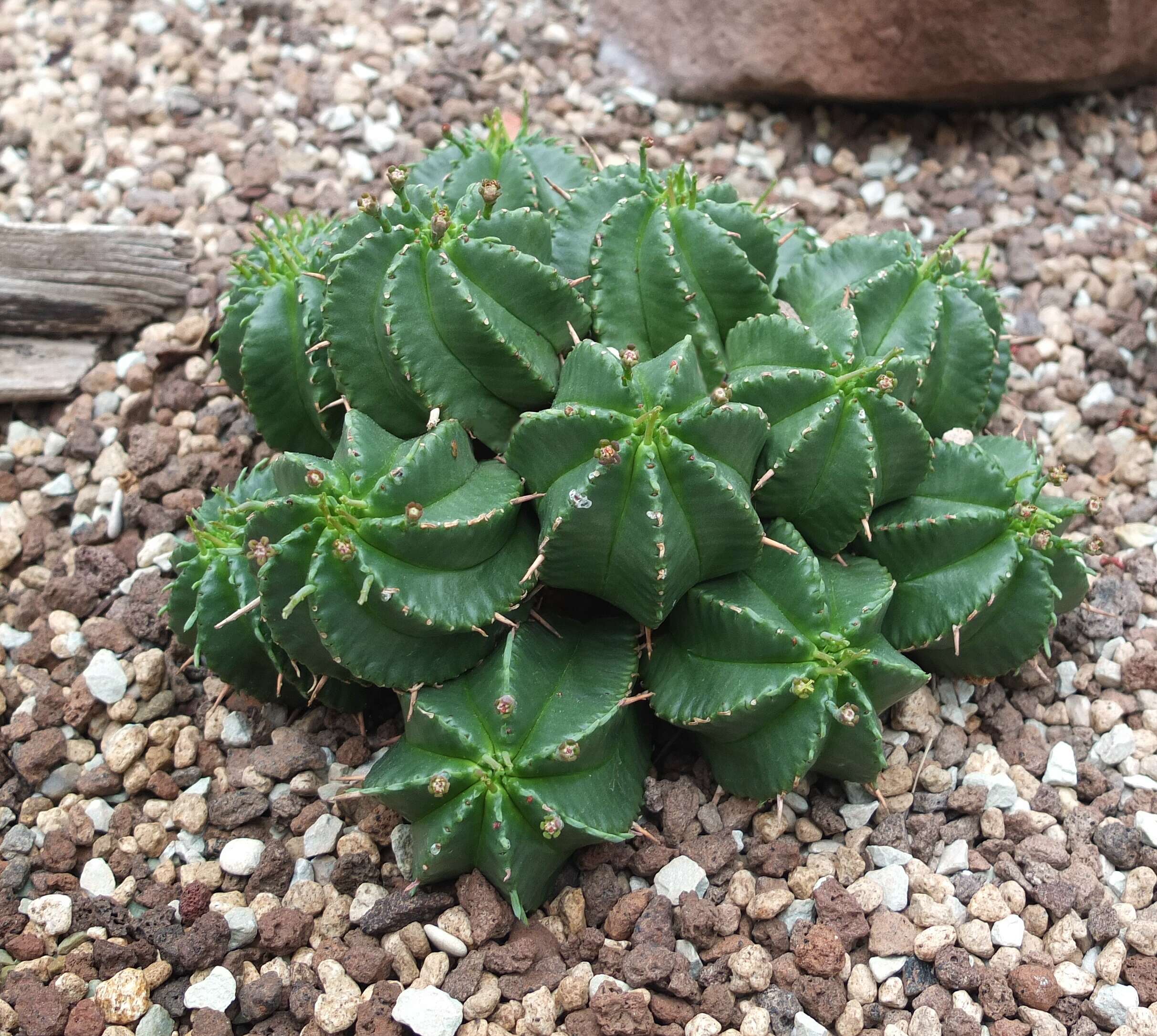 Image of Euphorbia meloformis Aiton