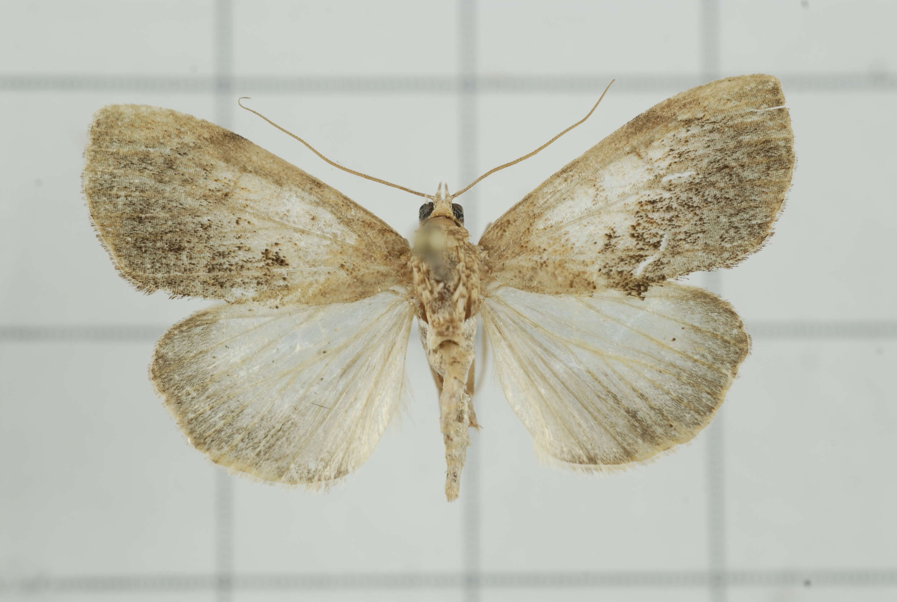 Image de Crocidolomia subhirsutalis Schaus 1927