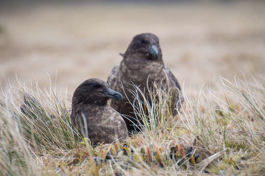 Image of Brown Skua