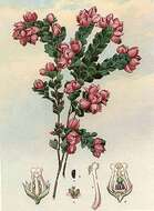 Image of Australian Native Rose