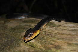 Image of Amazon False Fer-de-lance