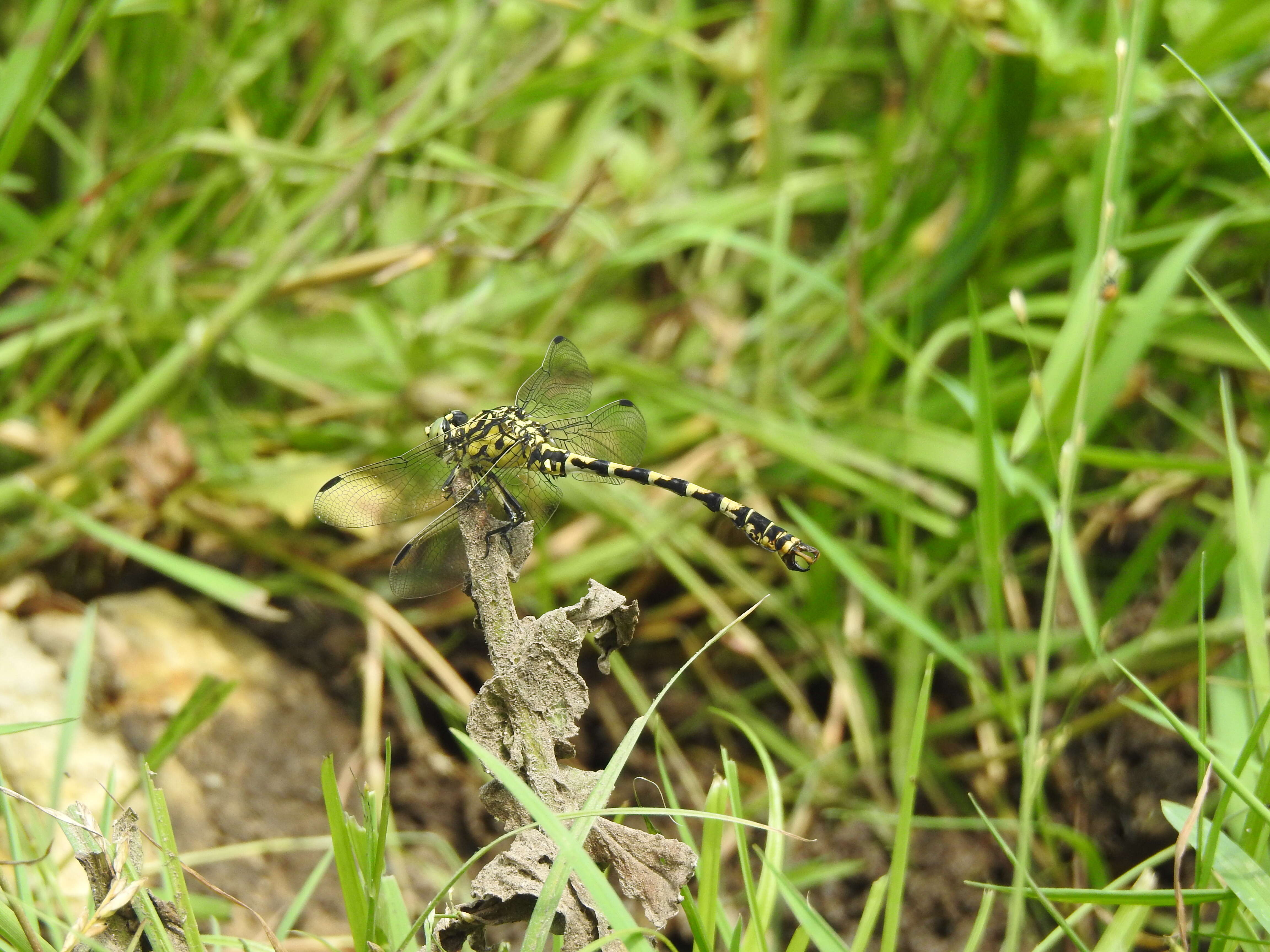 Image of Green-eyed Hooktail