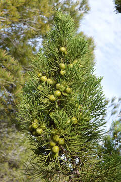 Image of Juniperus phoenicea subsp. turbinata (Guss.) Nyman