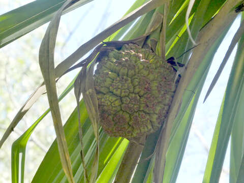 Image de Pandanus cookii Martelli