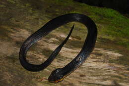 Image of Amazon False Fer-de-lance