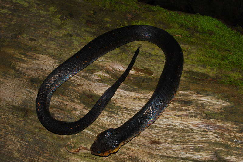 Image of Amazon False Fer-de-lance