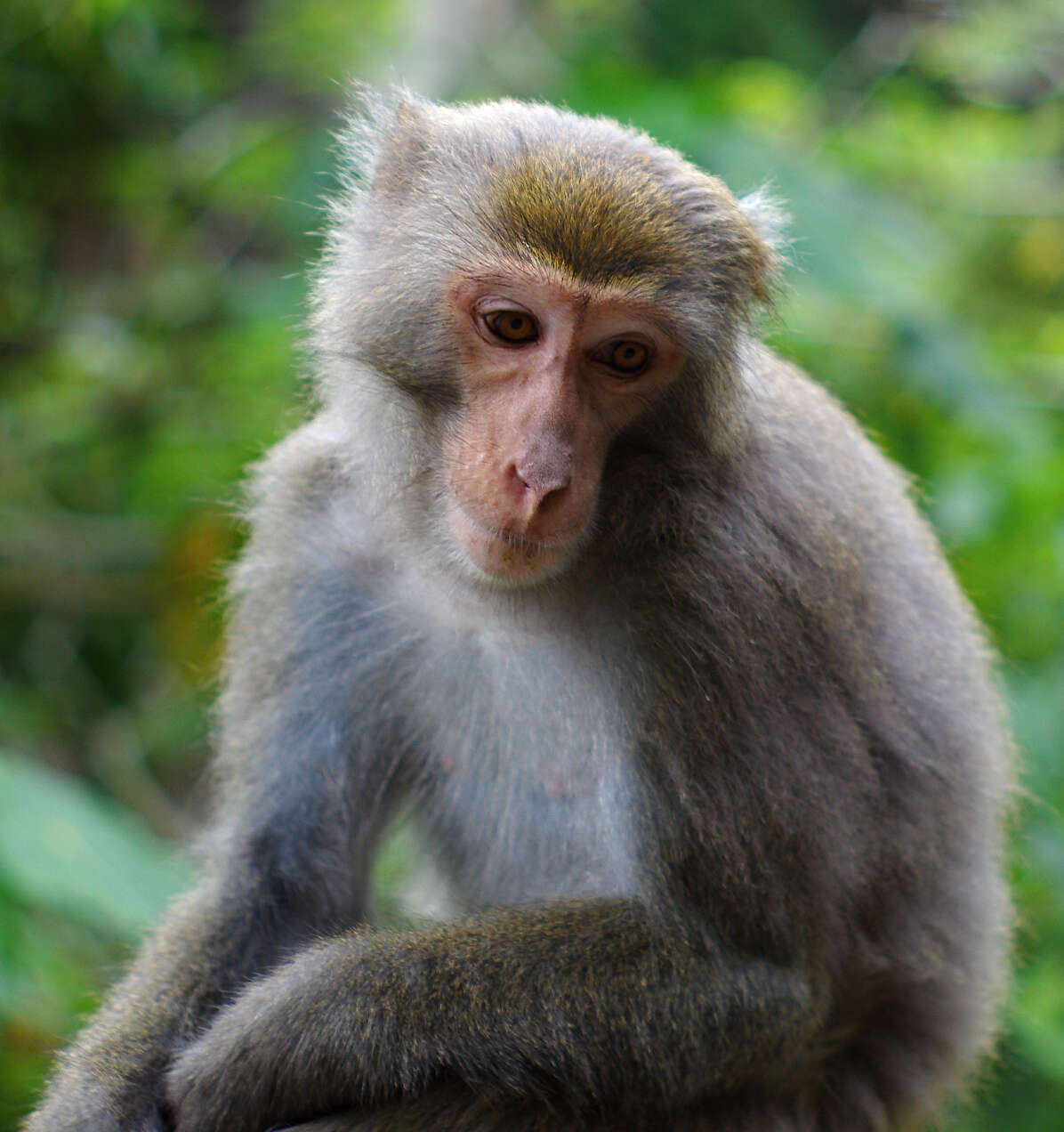 Слика од Macaca cyclopis (Swinhoe 1863)