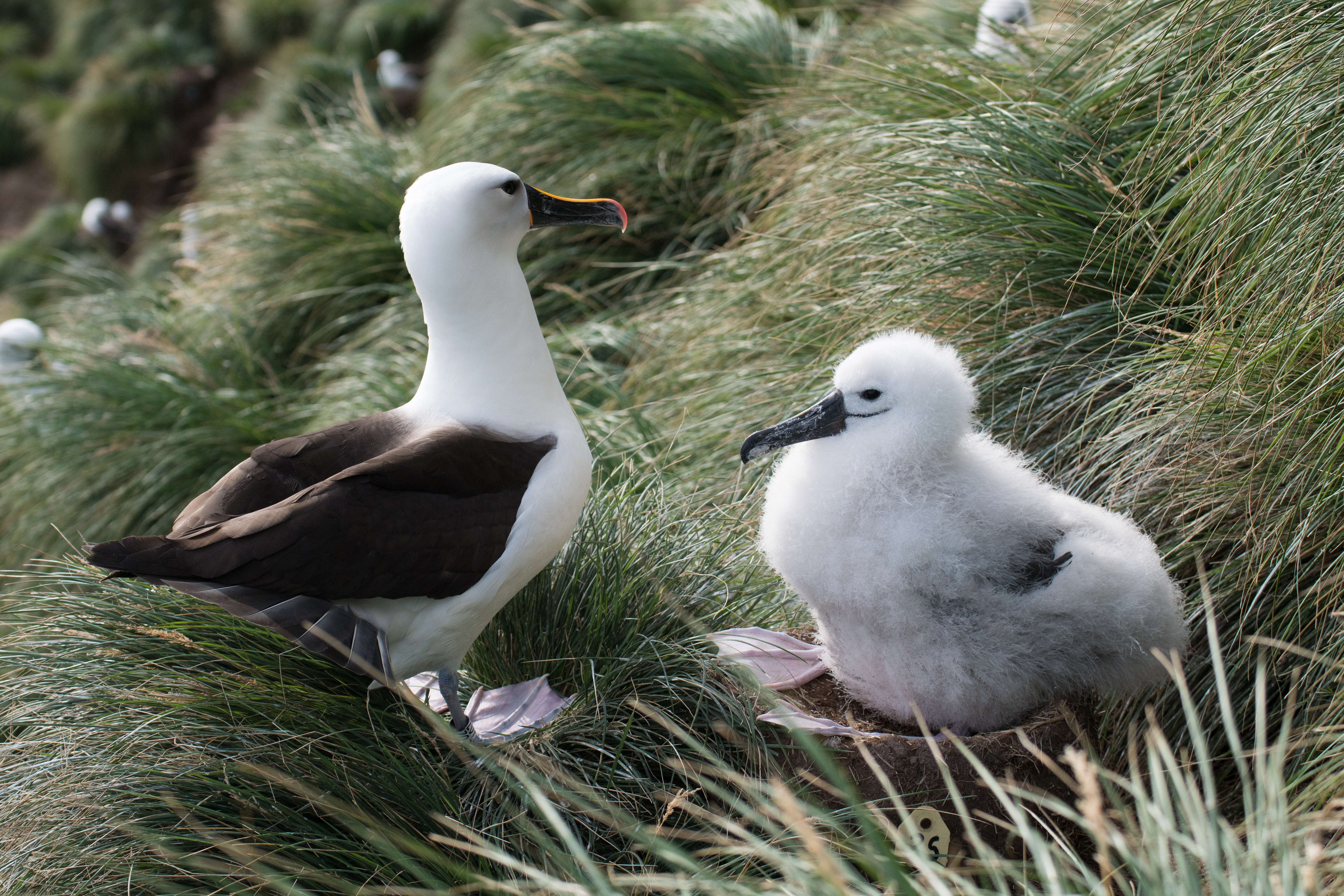 Image de Albatros de Carter