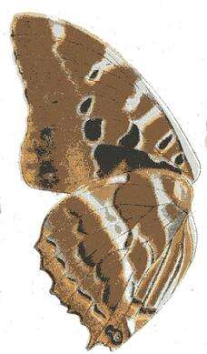 Charaxes eudoxus Drury 1782 resmi