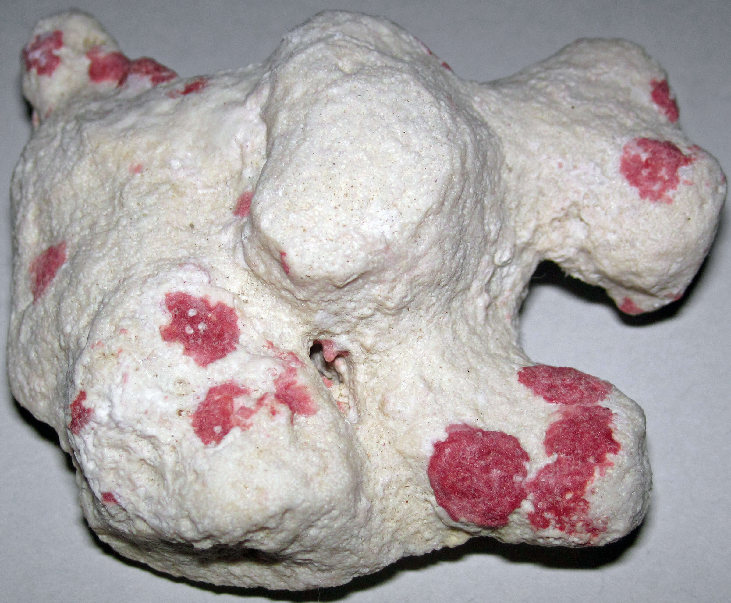 Image of Homotrema rubrum (Lamarck 1816)