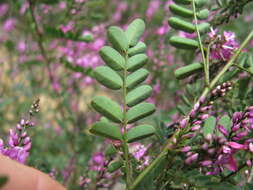 Слика од Indigofera australis Willd.