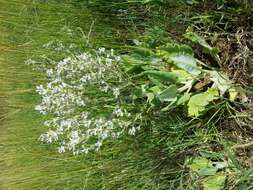 Sivun Salvia aethiopis L. kuva