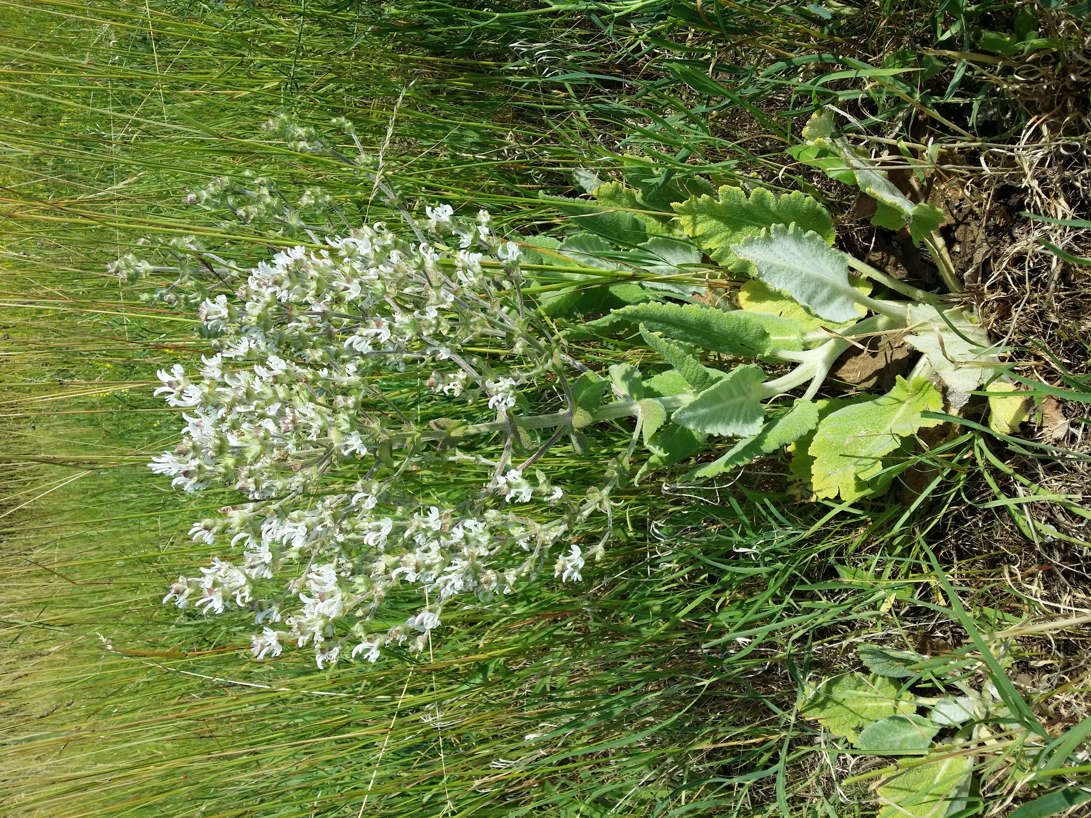 Sivun Salvia aethiopis L. kuva