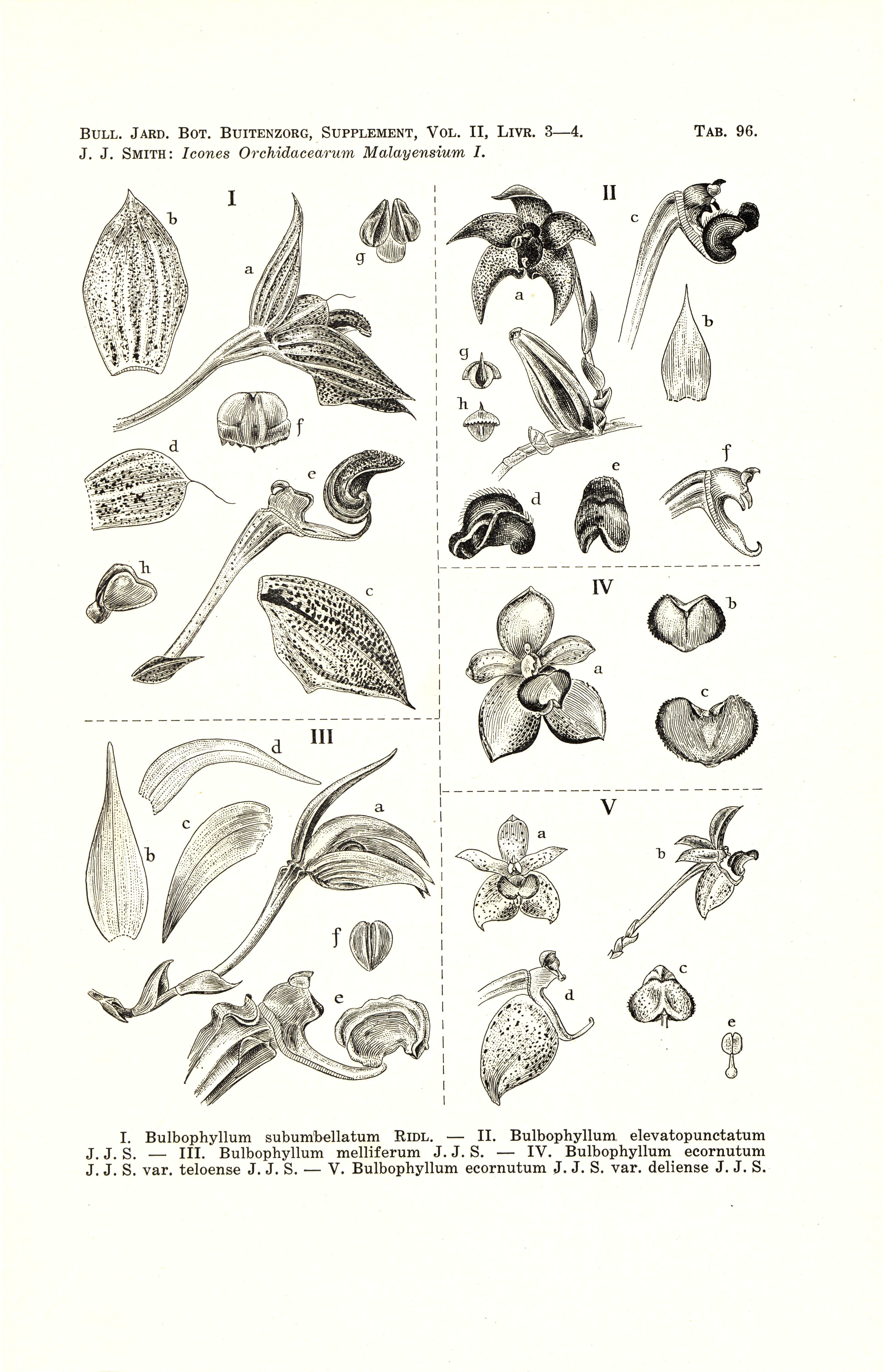 Image of Bulbophyllum ecornutum (J. J. Sm.) J. J. Sm.