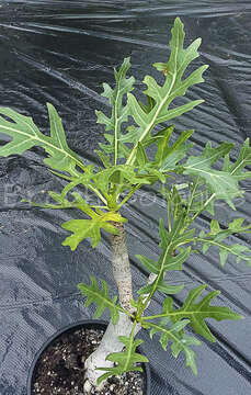 Image of Sonchus laceratus (Phil.) S. C. Kim & Mejías