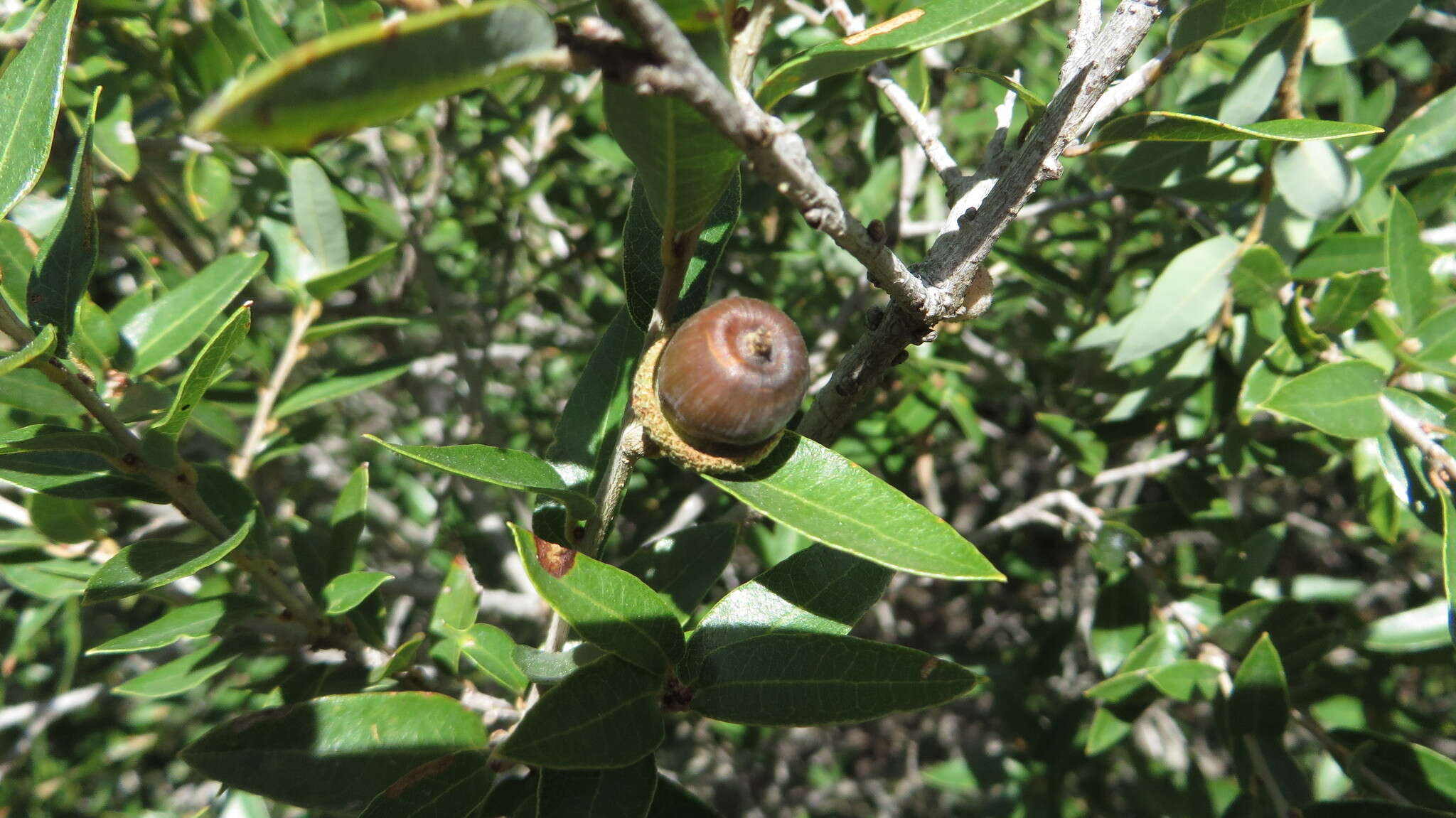 Image of Quercus pringlei Seemen ex Loes.