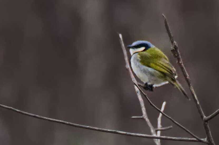 Neolestes torquatus Cabanis 1875的圖片