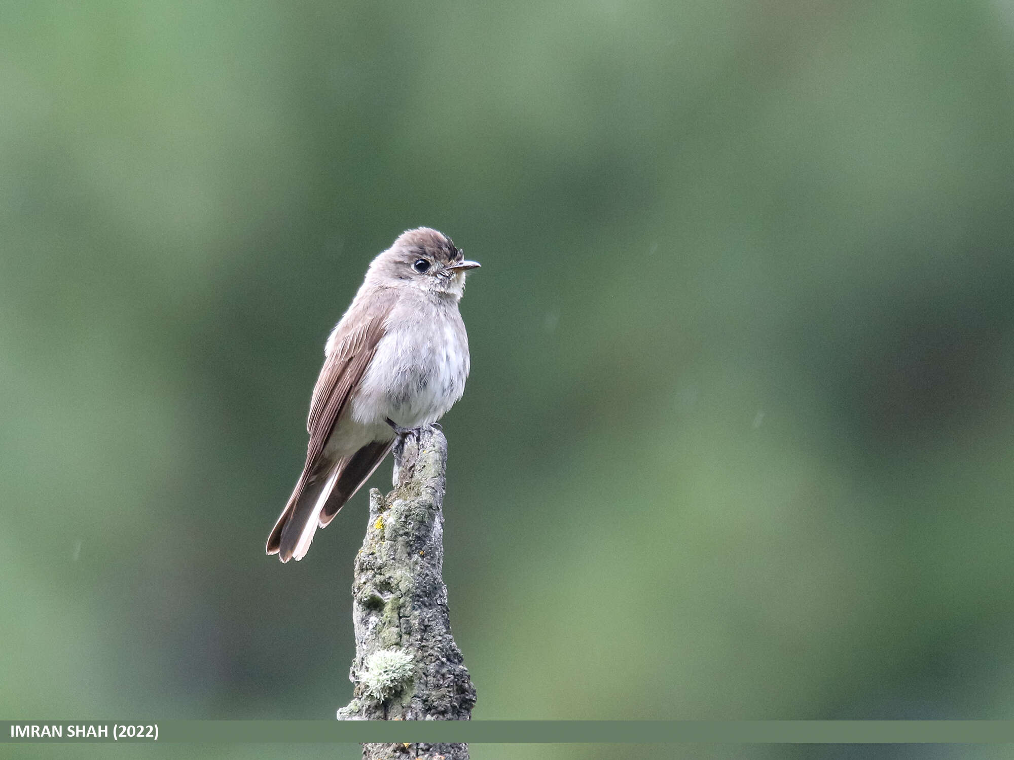 Image of Dark-sided Flycatcher