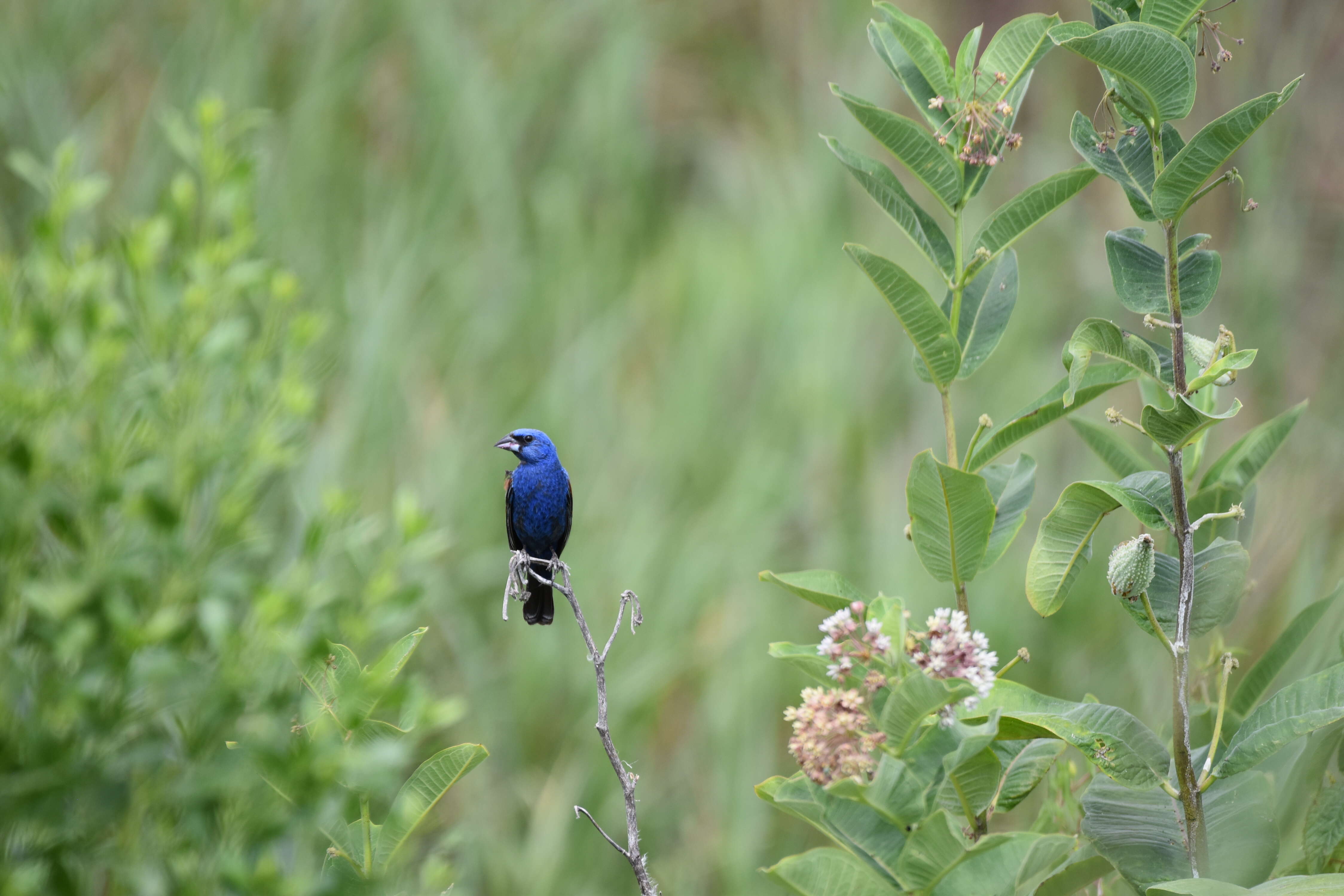 Image of Rose-breasted Grosbeak