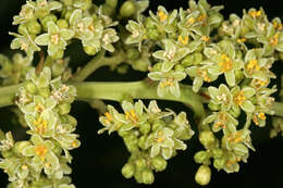 Image of Protorhus longifolia (Bernh.) Engl.