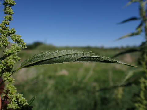 Слика од Urtica gracilis subsp. gracilis