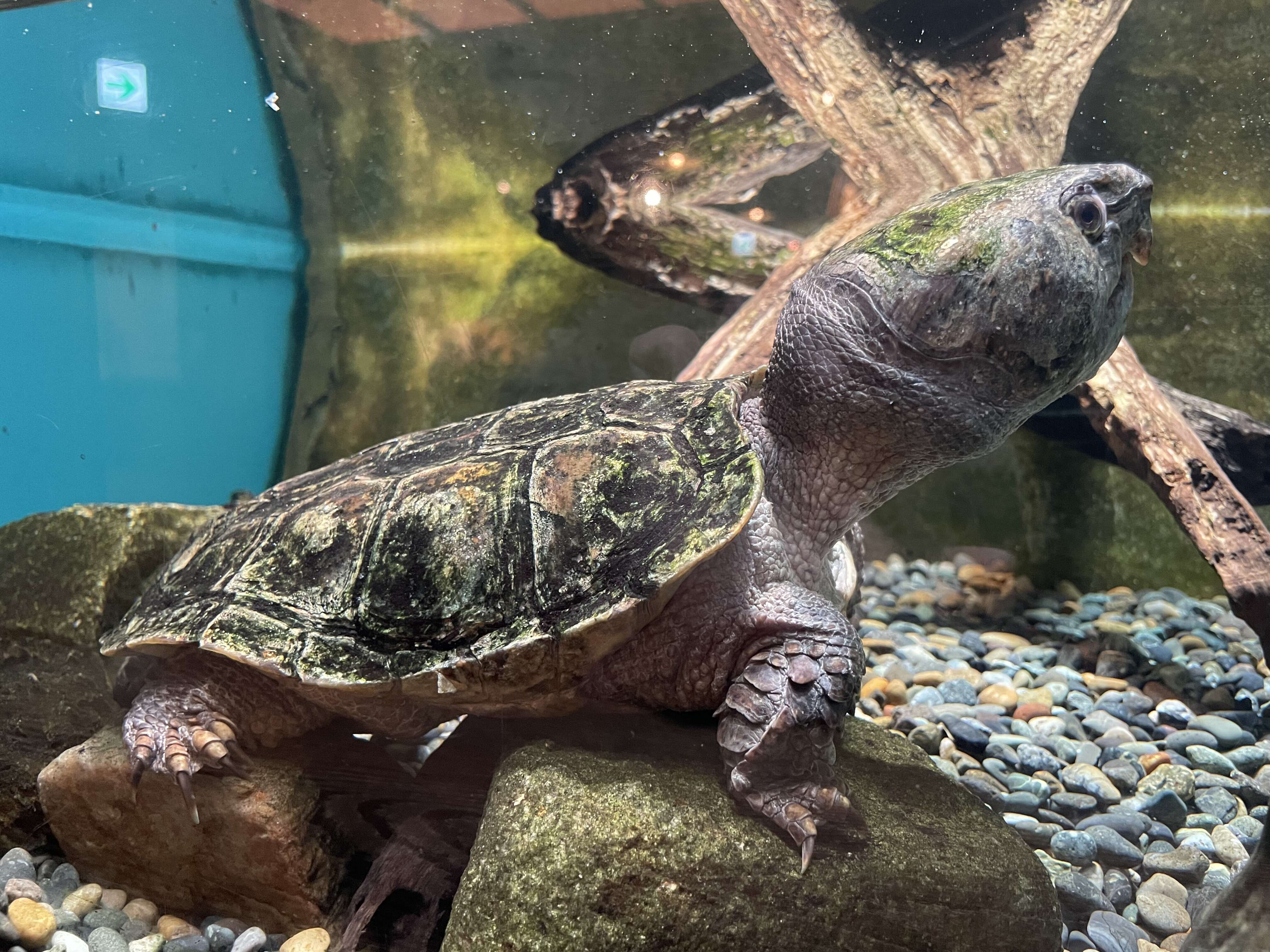 Image of Big-headed Turtle