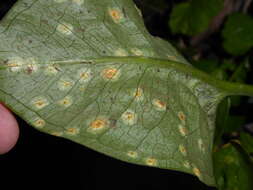 Imagem de Puccinia sessilis J. Schröt. 1870