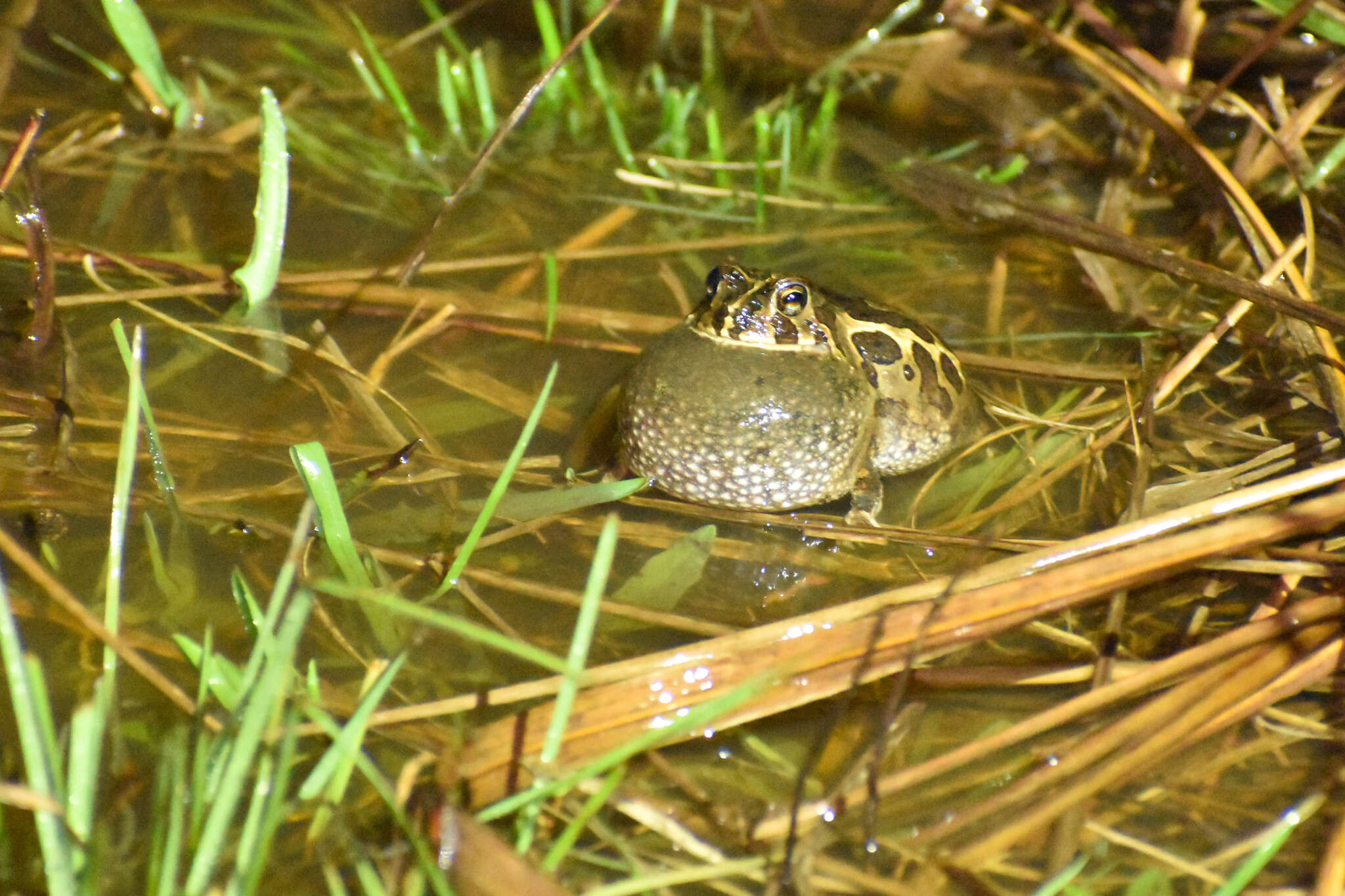 Image of American Ground Frog