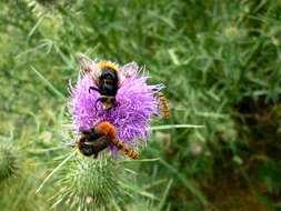 Image of Marmalade hoverfly