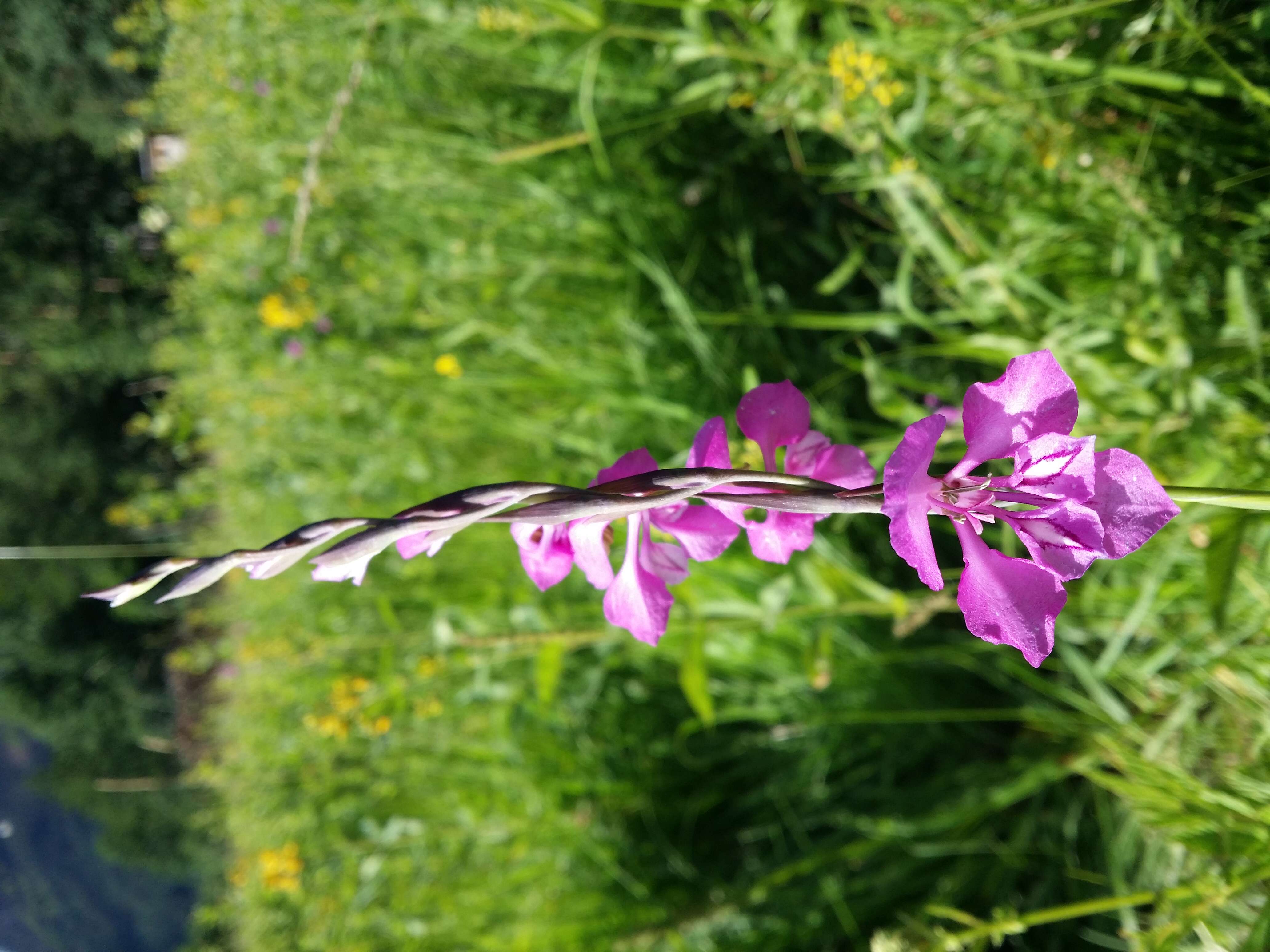 Image of Turkish Marsh Gladiolus