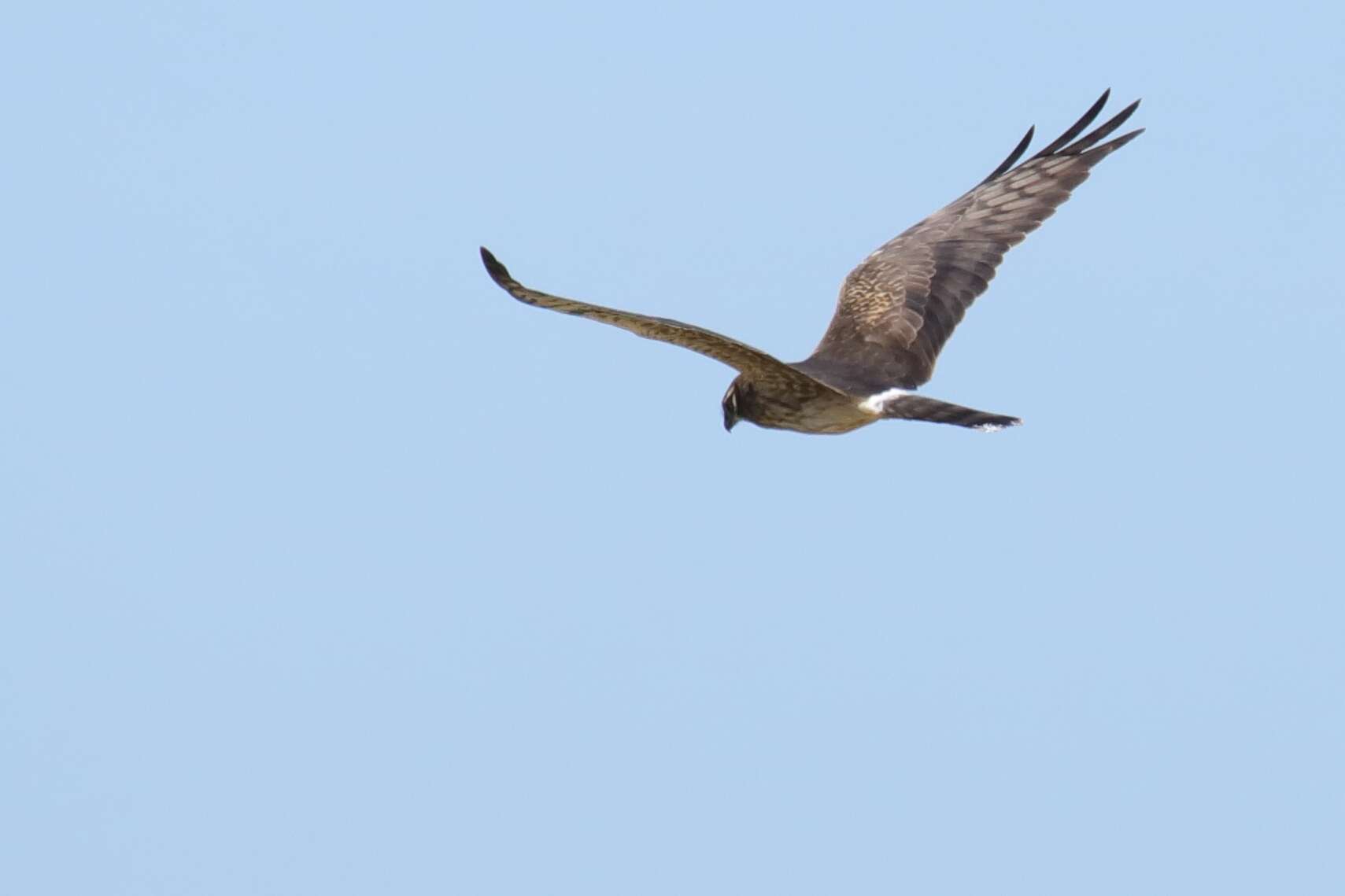 Imagem de Tartaranhão-caçador