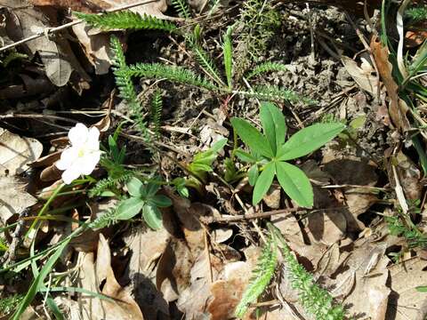 Imagem de Potentilla alba L.