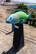 Image of Ornate Wrasse