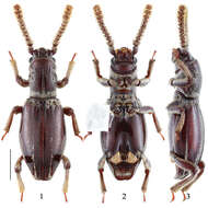 Image of Jacobson's beetles