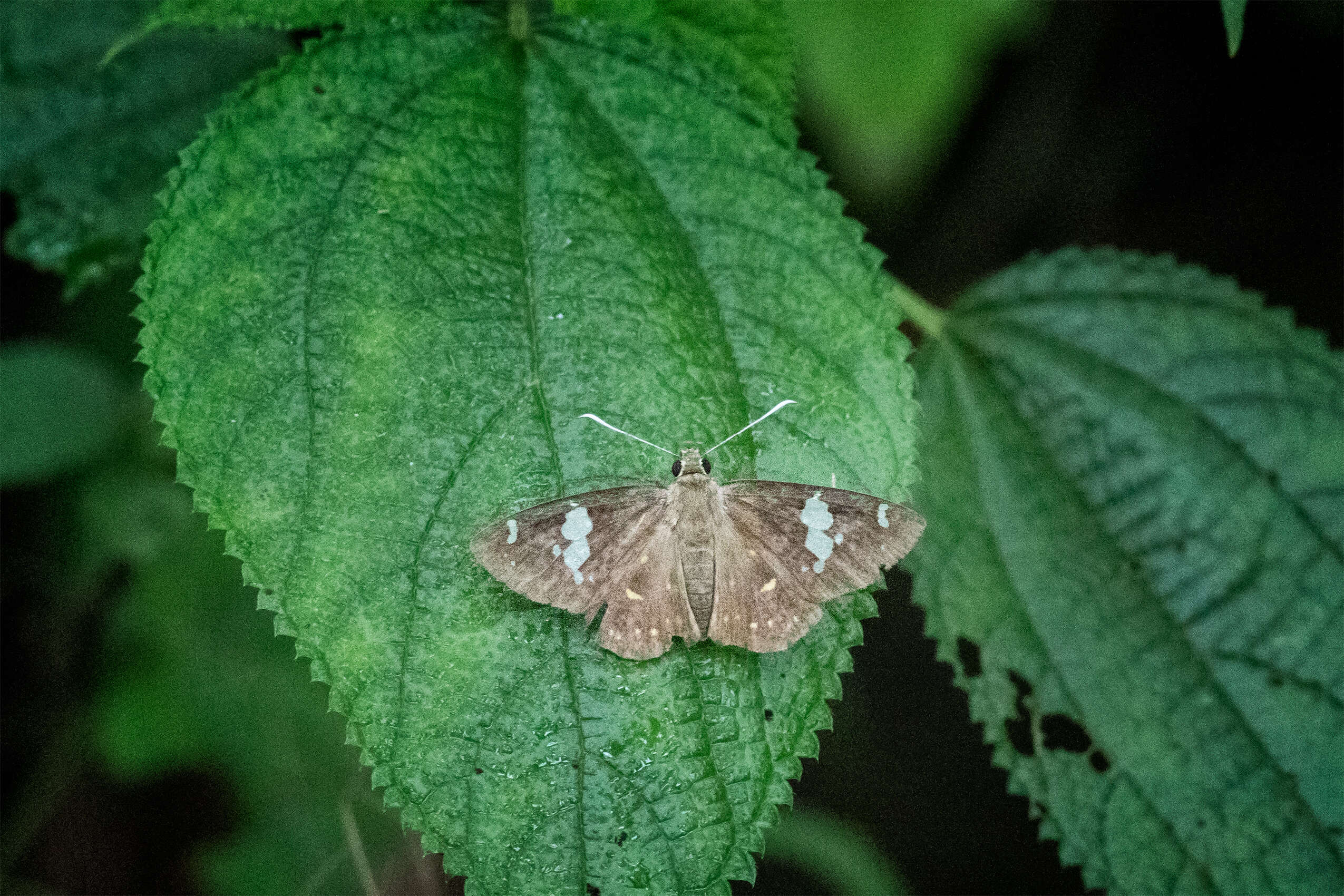 Celaenorrhinus leucocera Kollar 1848 resmi