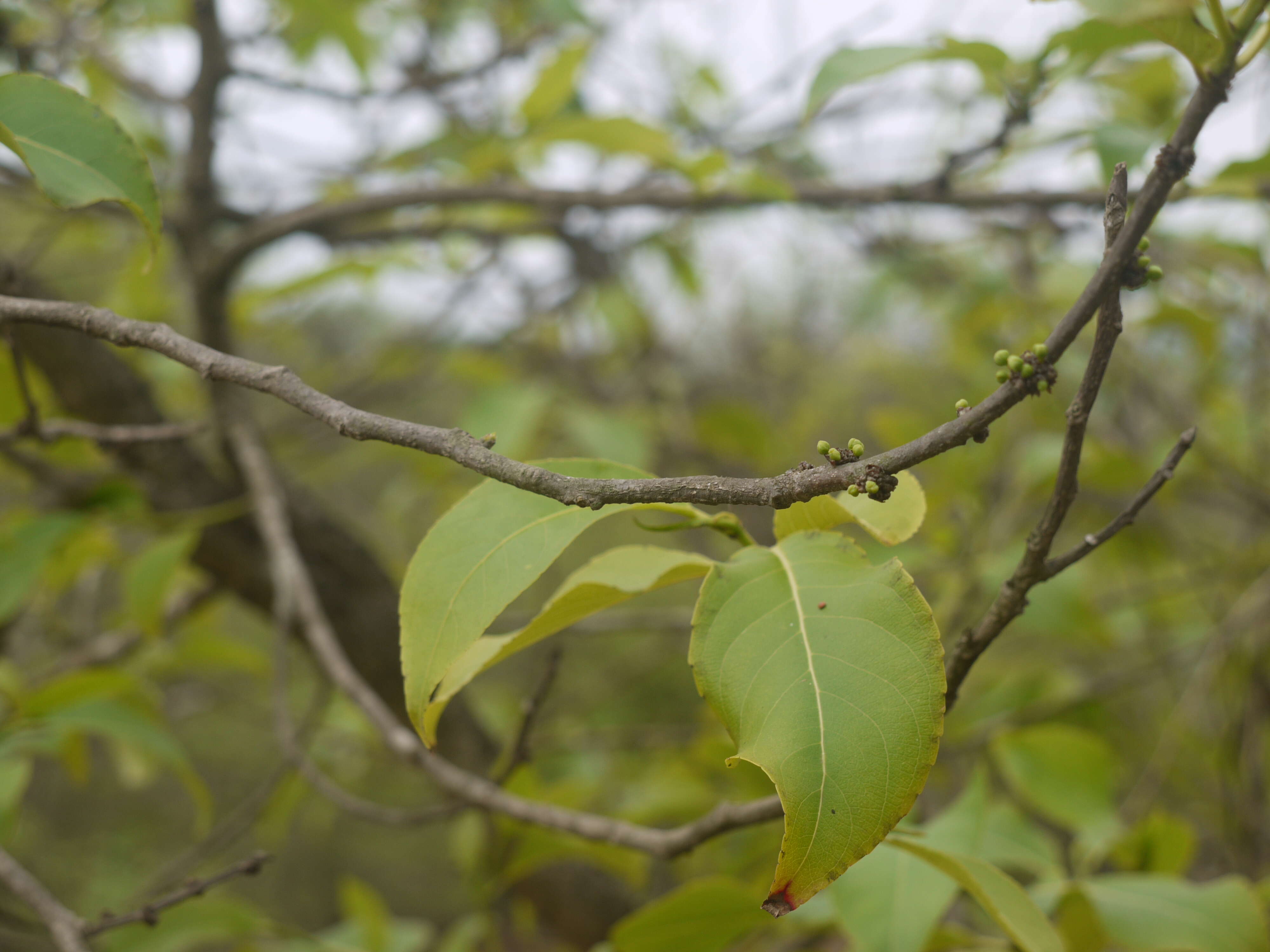 Image of Casearia tomentosa Roxb.