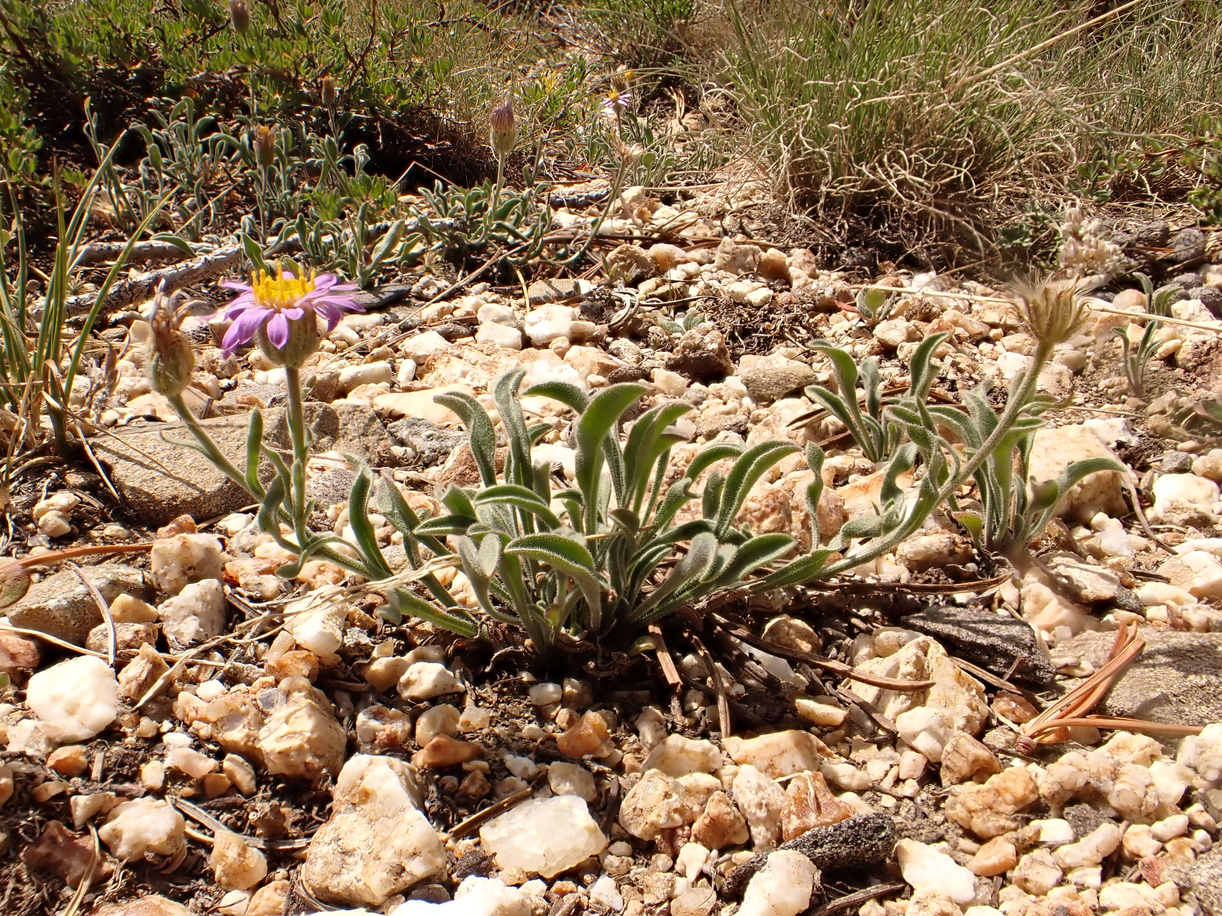 Image de Erigeron asperugineus (D. C. Eat.) A. Gray