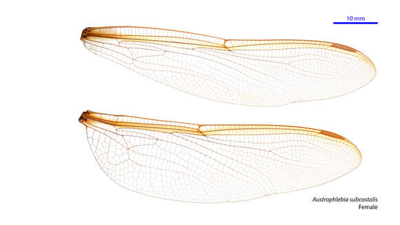 Image of Austrophlebia subcostalis Theischinger 1996