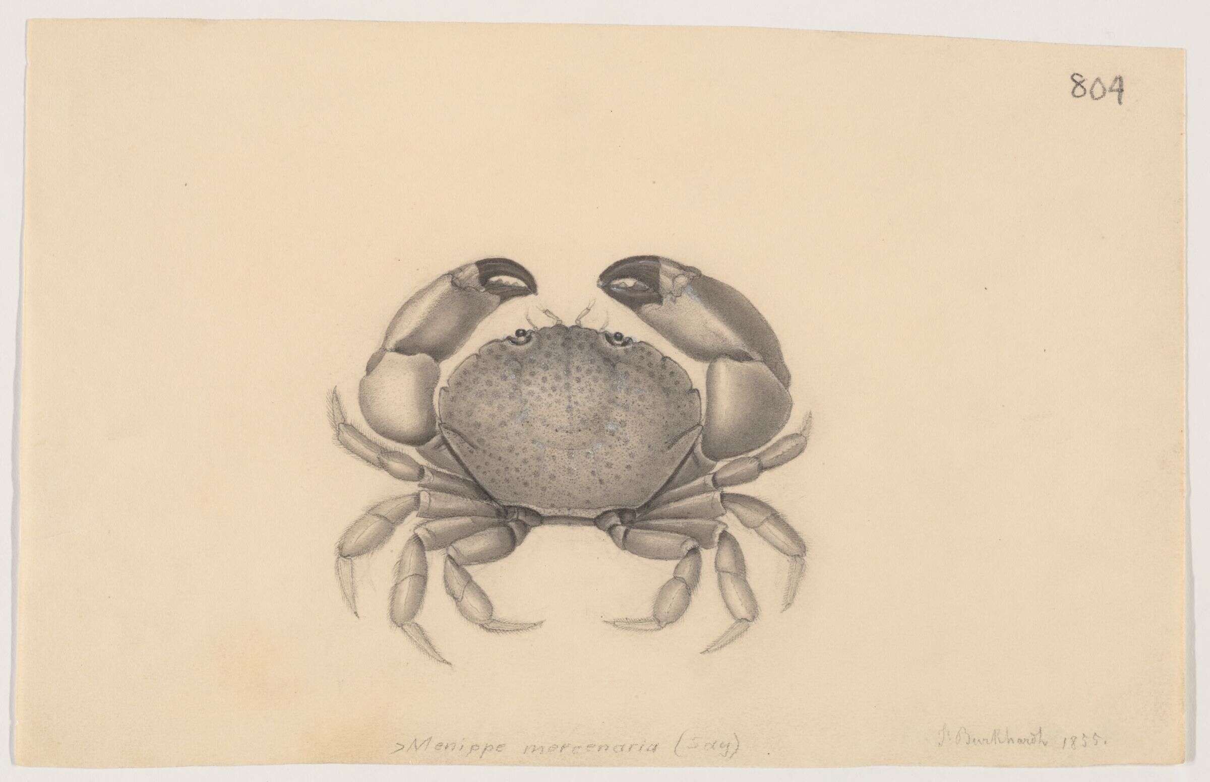 Image of Florida stone crab