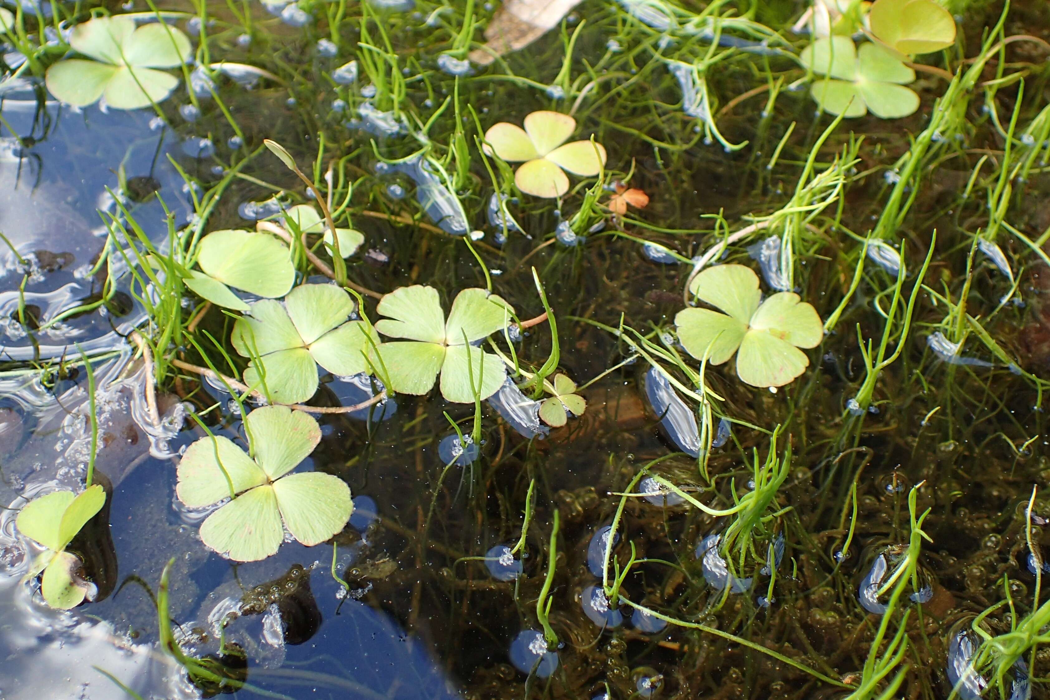 Plancia ëd Pilularia globulifera L.