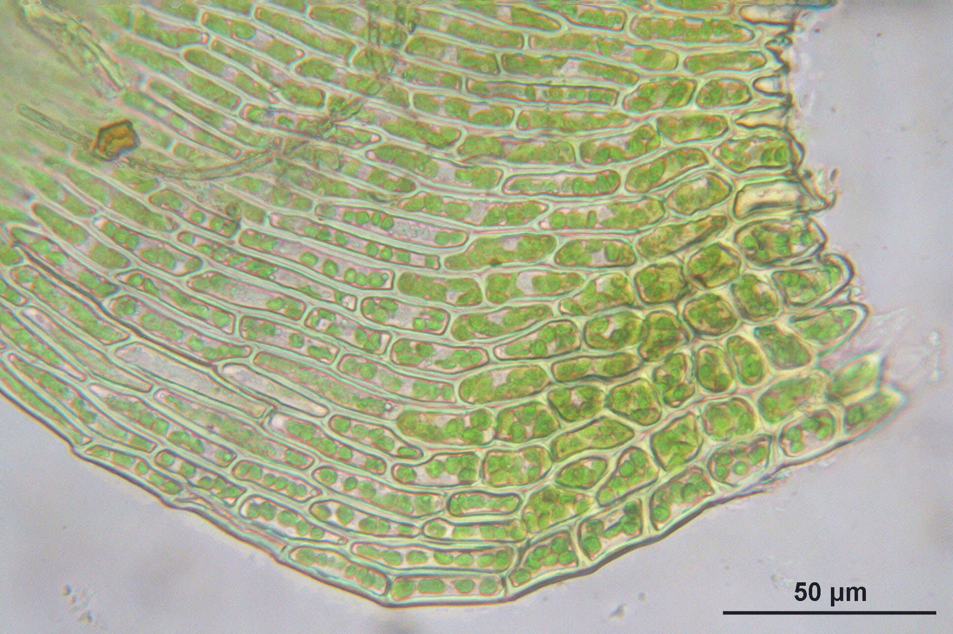 Image of goldenleaf campylium moss