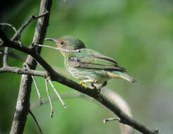 Image of Purple Honeycreeper