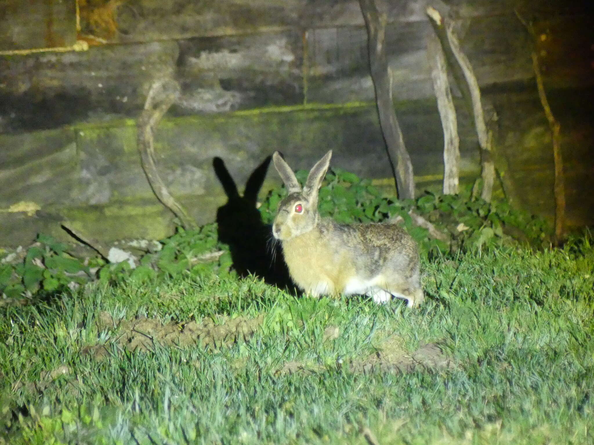 Image of Broom Hare