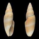 Image of Benthofascis pseudobiconica J. K. Tucker, Tenorio & Stahlschmidt 2011