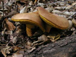 Image of Boletus