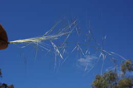 Image of Austrostipa nodosa (S. T. Blake) S. W. L. Jacobs & J. Everett